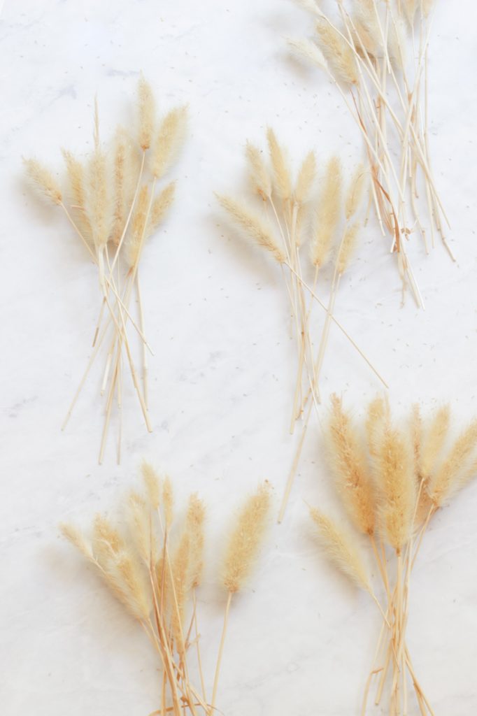 bunny tail grasses