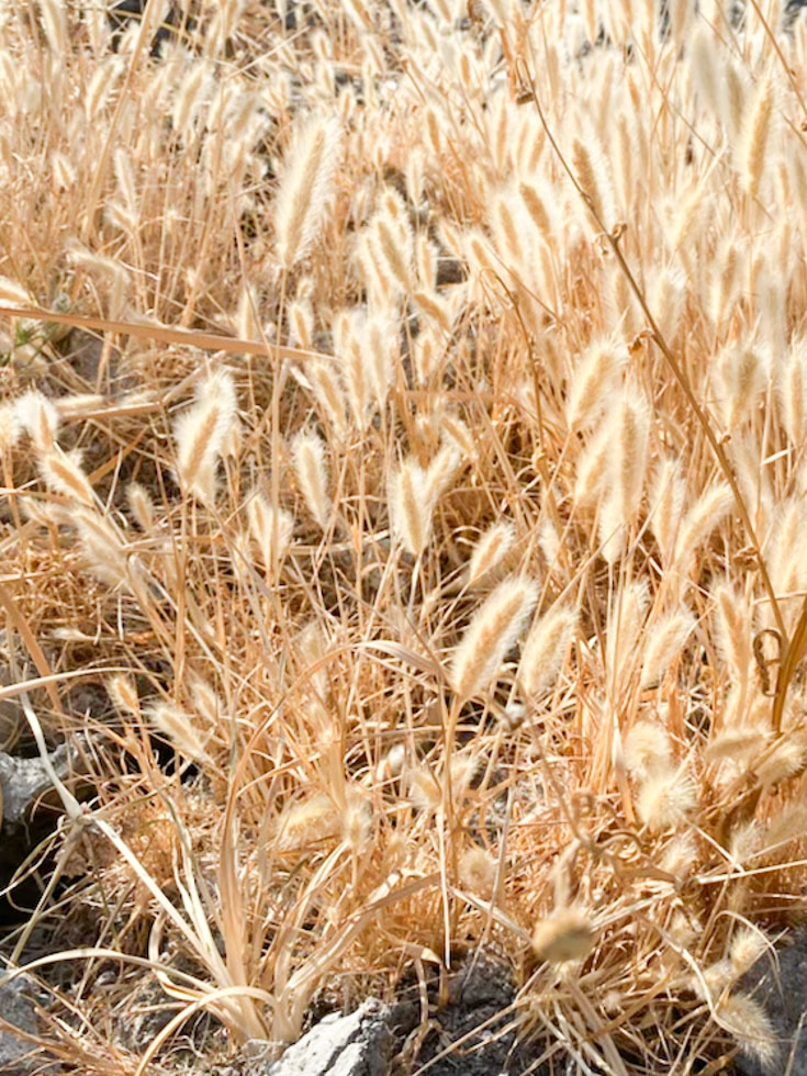 bunny tails grasses grow near a water source