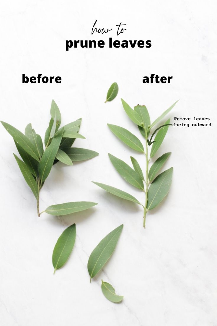 how to make a bay leaf wreath