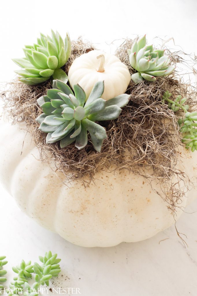 how to make a succulent centerpiece