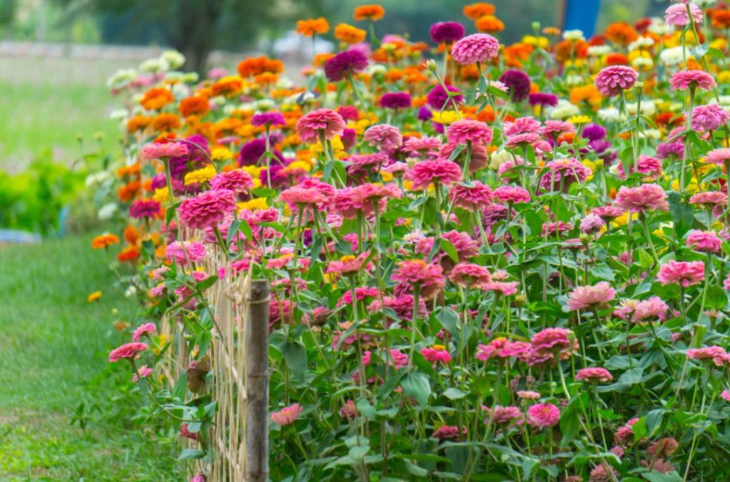 zinnias