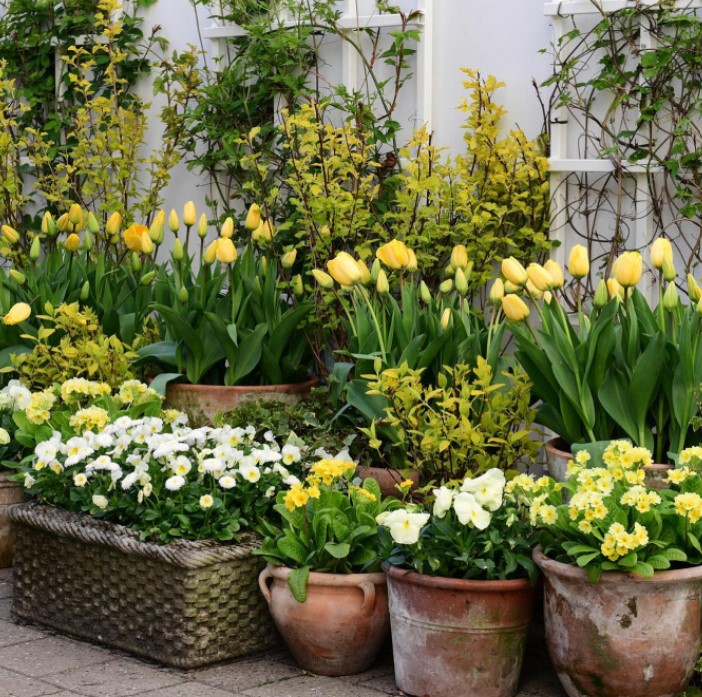 potted flowers