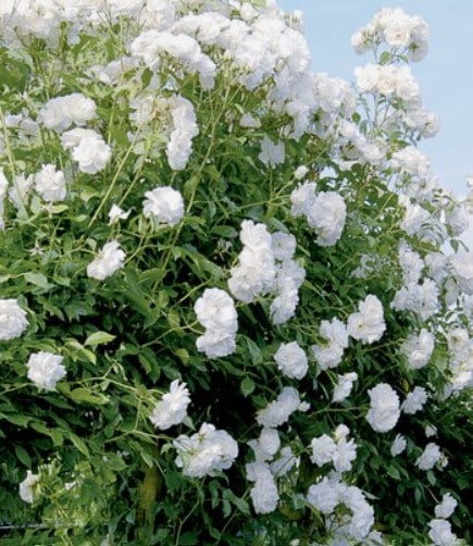 iceberg roses drought resistant