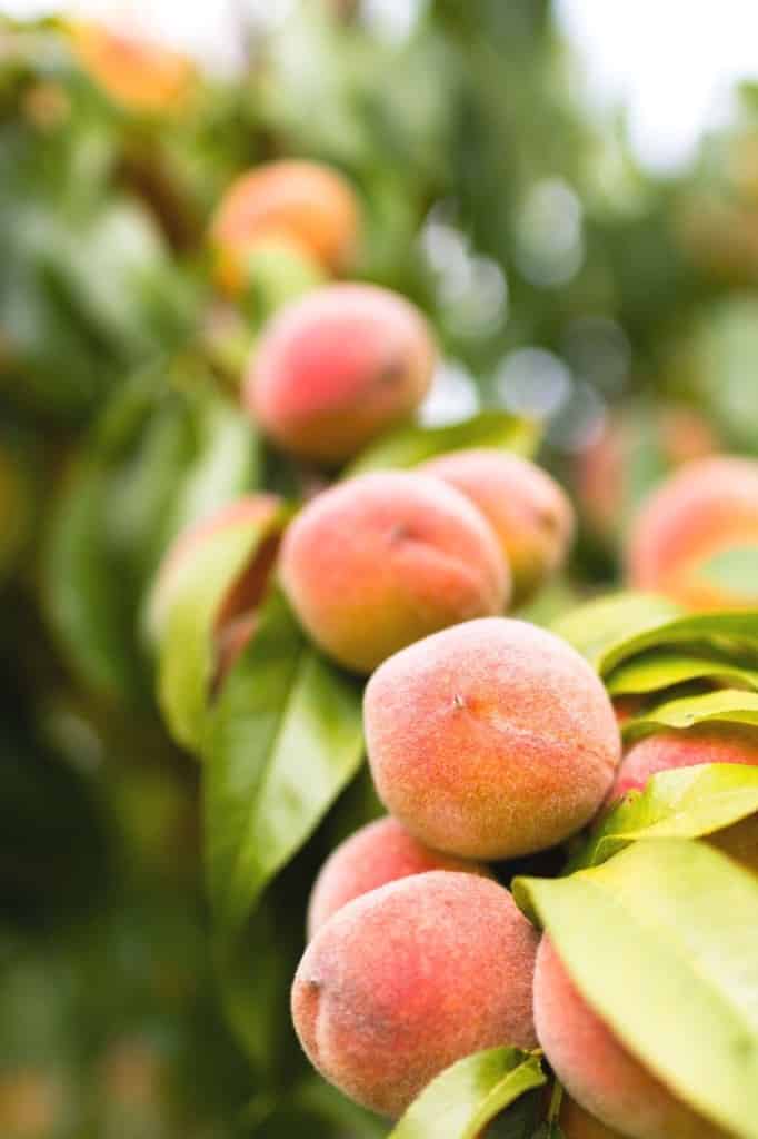 organic peach recipe