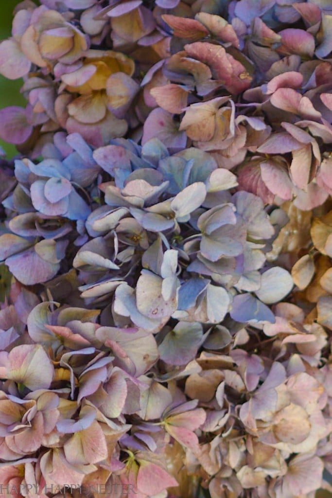 how to dry hydrangeas