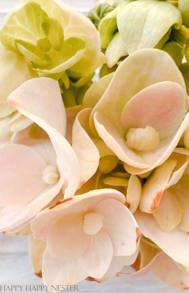 framing pressed flowers between glass