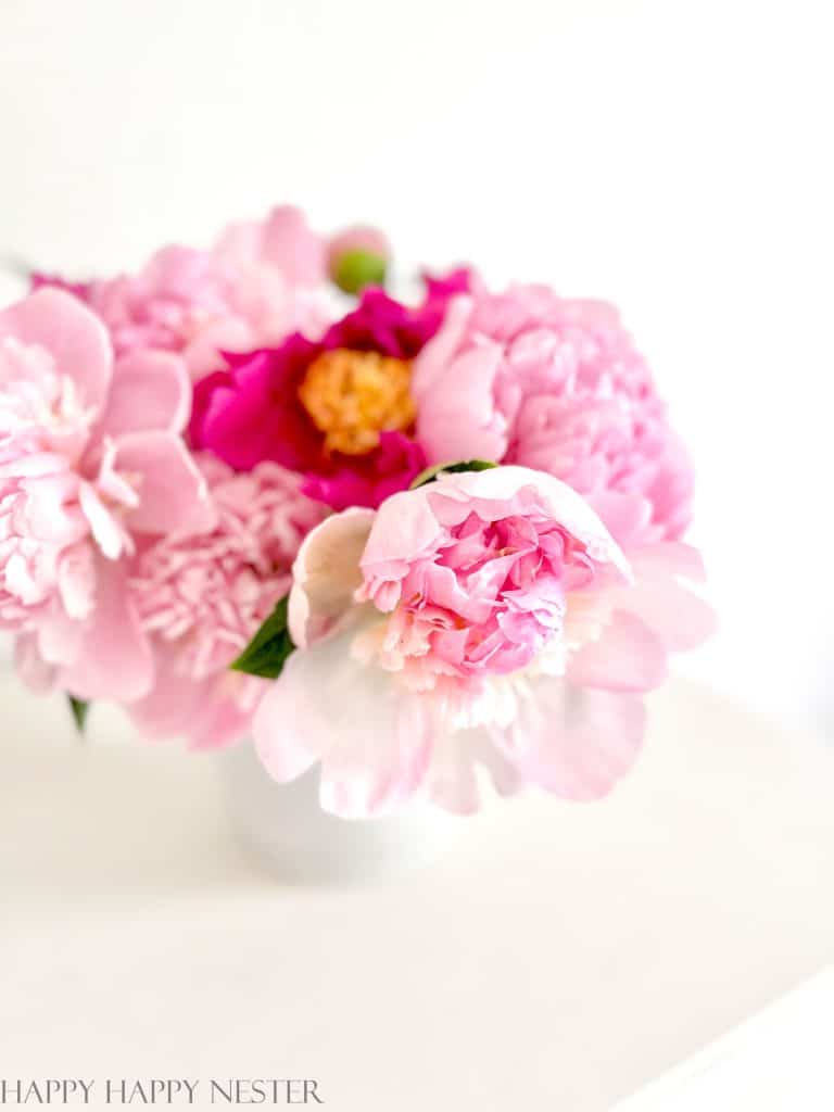 pink and bright red peonies close up