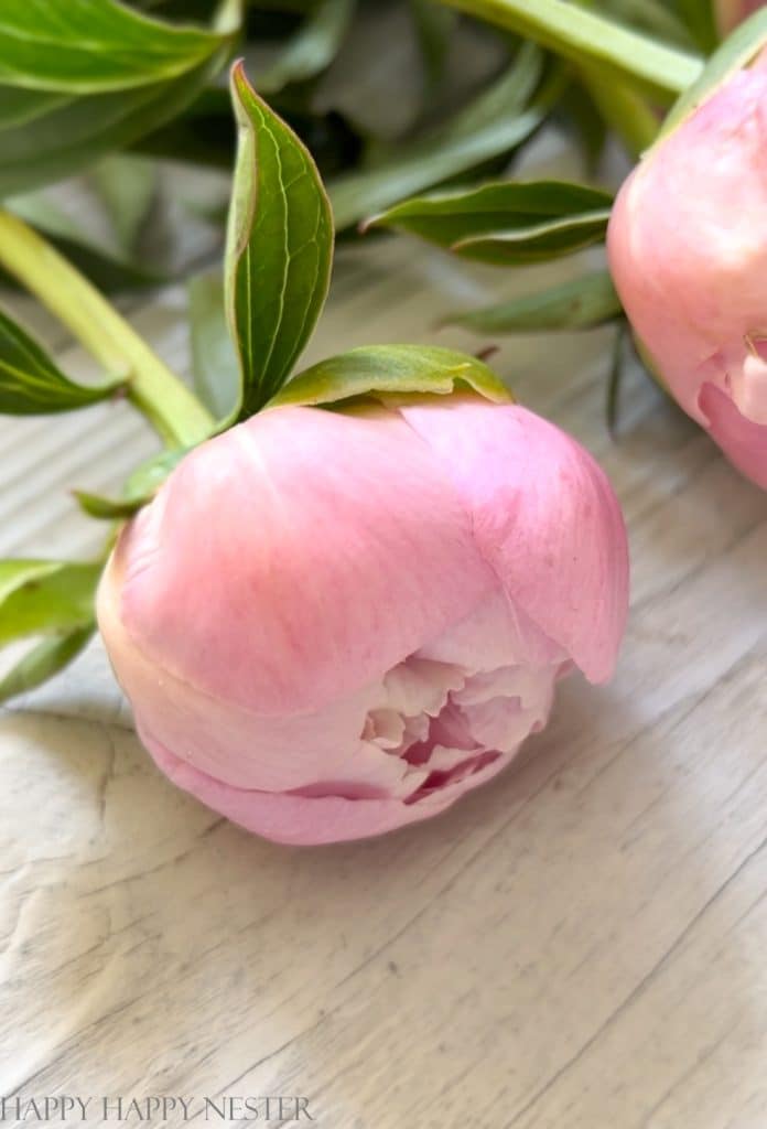 closed peony blossoms