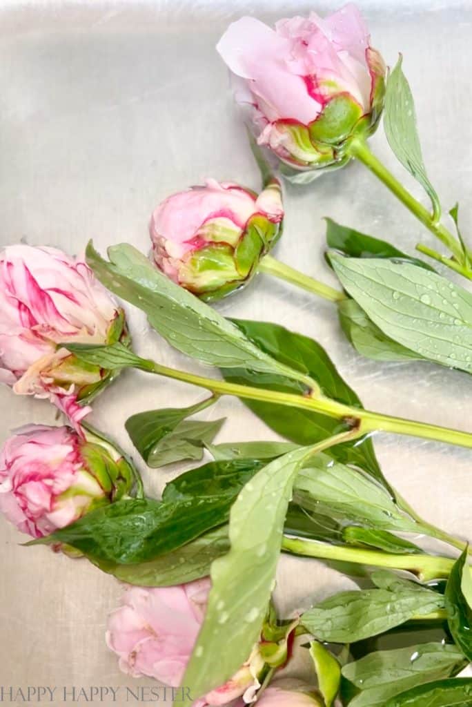soaking peonies in a sink of warm water to open blossoms