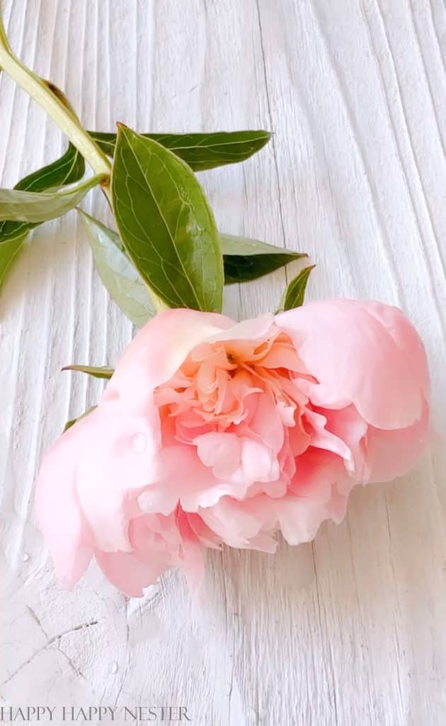 open peony blossoms laying on a white wooden tabletop