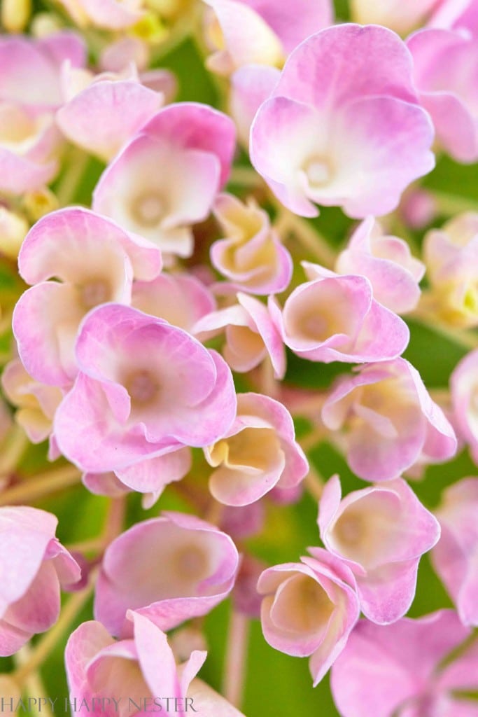 close up of pink hydrangea blossoms