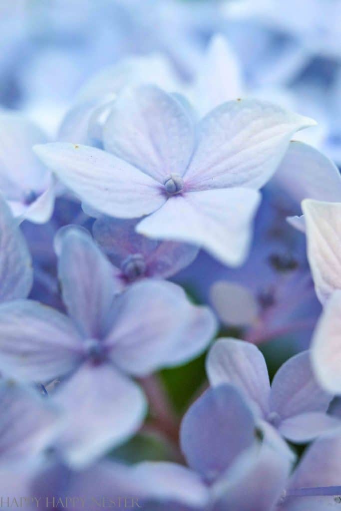 close up of a blue hydrangea blossom