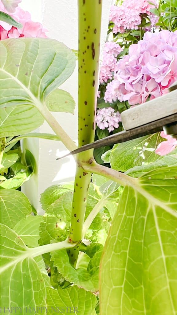 Pruning Endless Summer Hydrangeas with pruners right above the new bud on the stem