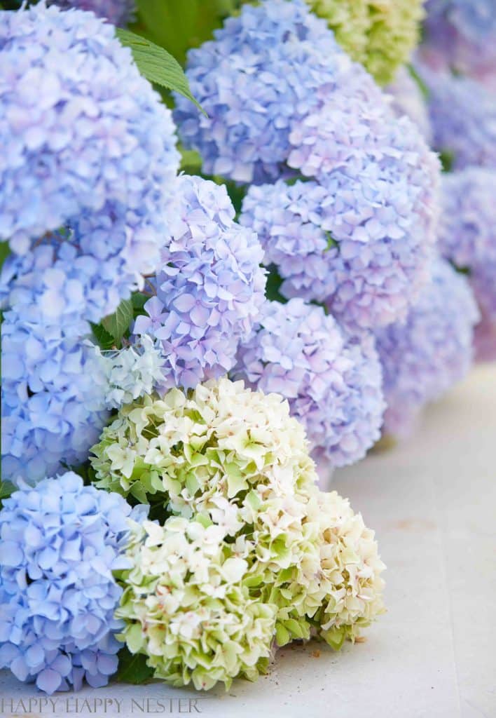 big blue and purple hydrangeas hanging over a white patio
