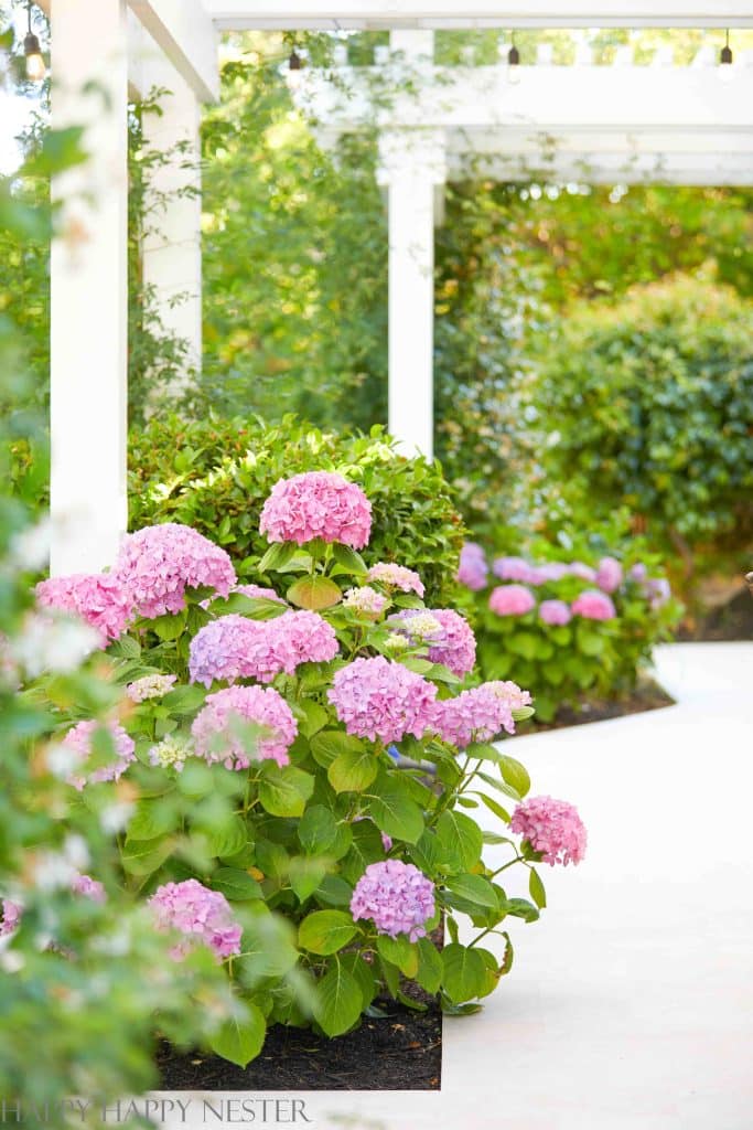 Endless Summer Hydrangeas draping over a white patio
