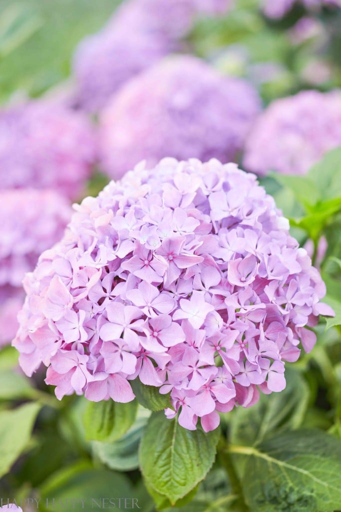 a big purple hydrangea blossom in a flower bed