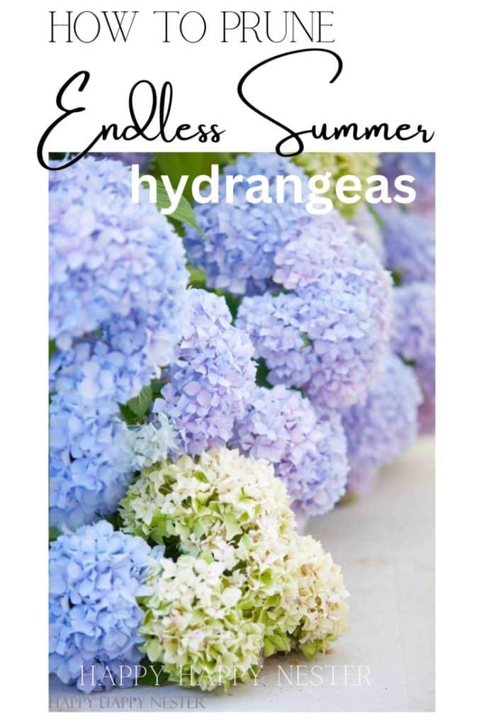 Pruning Endless Summer Hydrangeas Pin Image