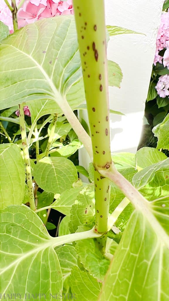 pruning endless summer hydrangeas showing the beginning of a bud on a stem