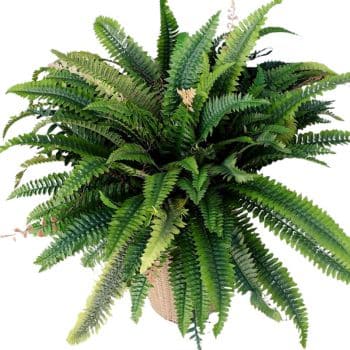 A lush Boston fern plant with long, arching green fronds sits in a woven planter basket—an amazon favorite for simple porch decor—set against a white background.