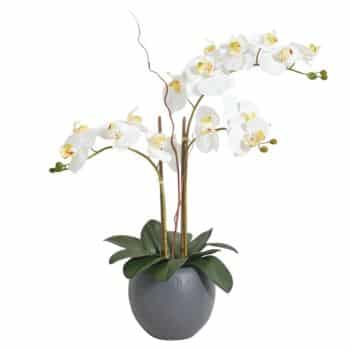 A potted orchid plant with long stems, white flowers with yellow centers, green leaves, and a round gray pot—perfect for simple porch decor or as a fresh accent from Amazon.
