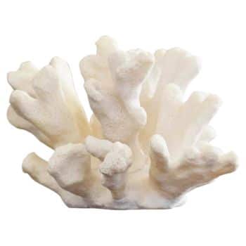 A piece of white coral with multiple branching structures, resembling a cluster of elongated, textured fingers. The coral has a smooth yet slightly rough surface and is shown on a white background.