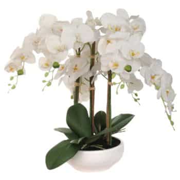 A white orchid plant with multiple blooming flowers arranged on slender green stems. The plant is displayed in a round, white ceramic pot. Green leaves and some small buds are visible alongside the flowers.