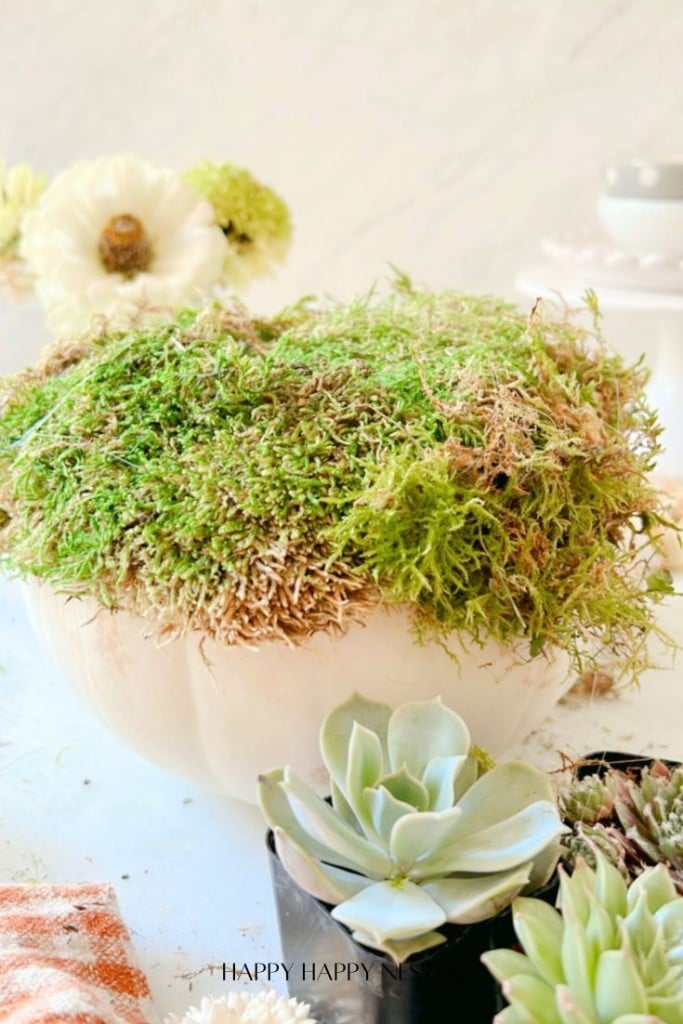 A white pumpkin is artfully topped with lush green moss, creating a charming centerpiece for any succulent pumpkins DIY project. Below, a small succulent pot peeks out, while in the blurred background, a white daisy and decorative elements enhance the tranquil scene.