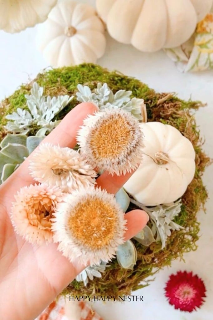 A hand holds three soft, textured flowers above a decorative arrangement of white pumpkins and green foliage, all set on a white surface.