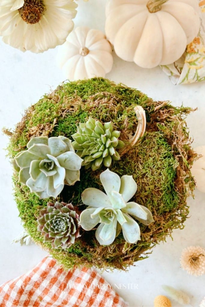 Top view of a decorative moss-covered pumpkin adorned with a variety of succulents. The setup is placed on a white surface with small white pumpkins and a patterned cloth nearby, creating an autumn-inspired display.