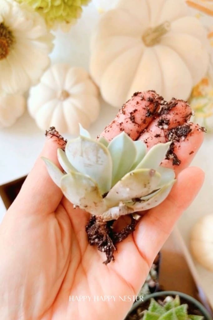 A small succulent held in a hand with soil surrounding its roots. In the background, there are white pumpkins and a large flower, creating an autumnal scene.