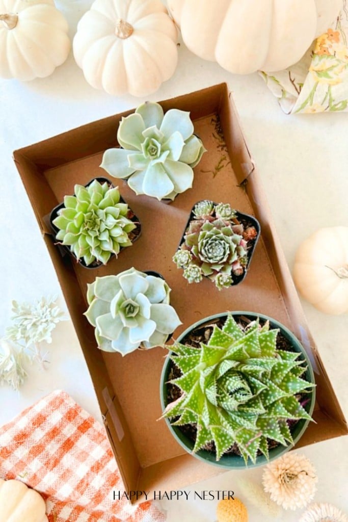 A cardboard tray holds five potted succulents of varying shapes and sizes. Surrounding the tray are small white pumpkins and a checkered orange cloth on a white surface.