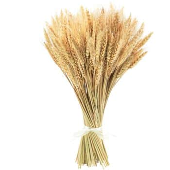 A bundle of wheat stalks tightly tied together with a white ribbon. The wheat has a golden hue, showcasing full heads of grain at the top. The stalks are upright and fanned out in a visually pleasing arrangement.