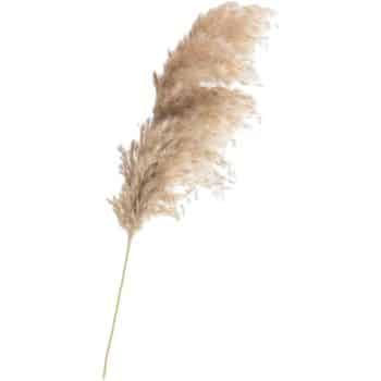 A single, fluffy pampas grass plume with a tall, slender stem against a white background. The feathery fronds are a light tan color, gracefully arching outward.