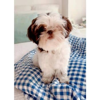 A fluffy white and brown Shih Tzu puppy sits on a bed covered with a blue and white checkered blanket. The room's soft, neutral background creates a cozy atmosphere, perfect for snapping adorable photos for dog gifts (Amazon) enthusiasts. The puppy looks toward the camera.