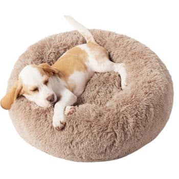 A small, brown and white puppy is peacefully sleeping on a fluffy beige dog bed, curled up comfortably with its eyes closed.