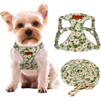 A small dog wearing a floral-patterned harness sits next to a matching leash and harness. The harness and leash feature a green background with white flowers and orange centers. The dog appears fluffy with light brown fur.