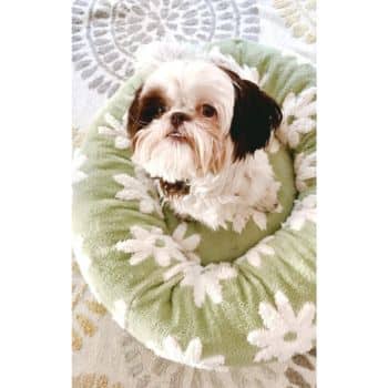 A small dog with a white and brown coat sits in a green circular pet bed adorned with white flower patterns, gazing up. Amidst the backdrop of a patterned rug in grey and beige tones, it looks eager for one of those perfect dog gifts from Amazon.