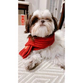 A fluffy Shih Tzu dog wearing a bright red knit scarf lounges on a patterned carpet, looking like the perfect model for dog gifts on Amazon. The room's decor adds to the cozy indoor atmosphere.