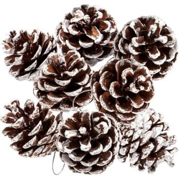 A cluster of brown pine cones dusted with white, resembling a snowy appearance, perfect for Christmas crafts for adults. Arranged closely together, they showcase their textured scales and natural beauty.