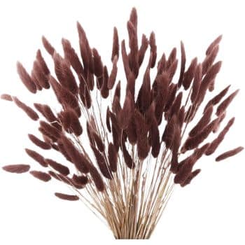 A bunch of dried, fluffy, dark brown plant stems, resembling bunny tail grasses, are arranged in a fan shape against a plain white background.