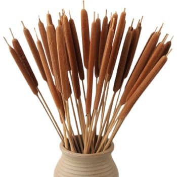 A bundle of brown cattails arranged in a vase, standing upright. The cattails have long, slender stalks topped with dense, cylindrical flower spikes, creating a natural, rustic look.