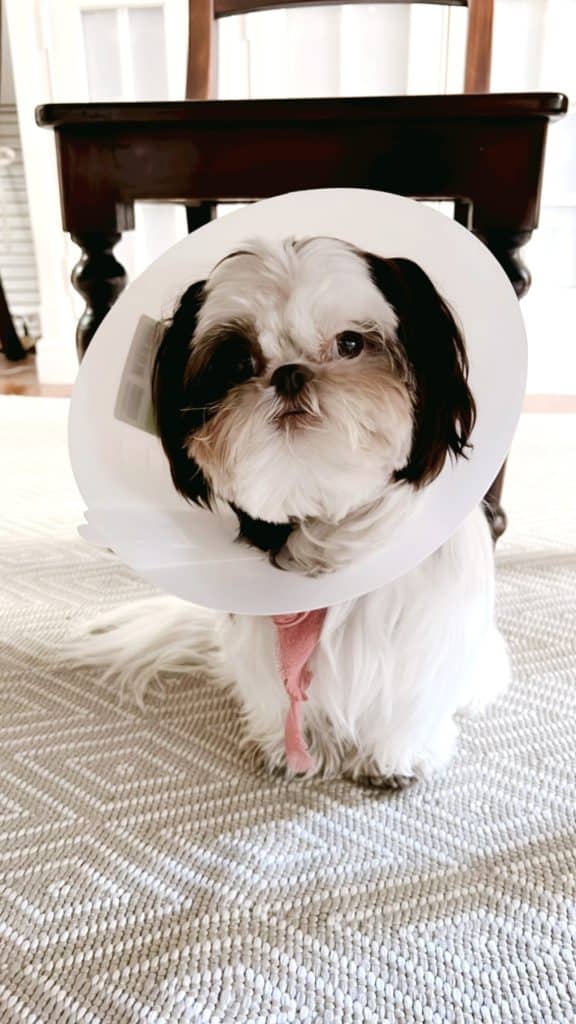 A small black and white dog with a fluffy coat sits on a light-colored rug indoors, wearing a protective cone. With a piece of pink fabric tied around its neck, the dog looks directly at the camera, capturing the essence of cute Christmas tags in its charming gaze.