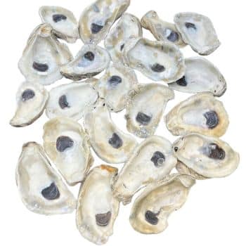 A collection of opened oyster shells scattered on a white surface, displaying their pearly interiors and dark centers, reminiscent of my favorite spring crafts that bring nature's beauty indoors.