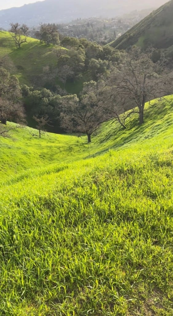 A lush, green landscape with rolling hills and a few scattered trees creates an inviting setting, much like enjoying the best summer drinks. The sunlight illuminates the grass, creating a vivid scene as the hills stretch into the distance where a dense forest is visible under a clear sky.