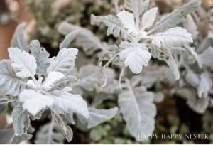 Close-up of dusty miller plants with silvery-gray leaves, showcasing their soft focus and gentle, muted appearance. Consider exploring dusty miller plant propagation to expand your garden. Text "Happy Happy Nester" is in the bottom right corner.