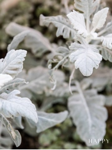 Close-up of dusty miller plants with silvery-gray leaves, showcasing their soft focus and gentle, muted appearance. Consider exploring dusty miller plant propagation to expand your garden. Text "Happy Happy Nester" is in the bottom right corner.