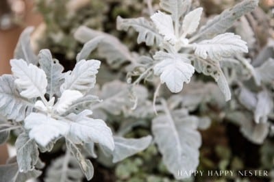 Close-up of dusty miller plants with silvery-gray leaves, showcasing their soft focus and gentle, muted appearance. Consider exploring dusty miller plant propagation to expand your garden. Text "Happy Happy Nester" is in the bottom right corner.