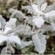 Close-up of dusty miller plants with silvery-gray leaves, showcasing their soft focus and gentle, muted appearance. Consider exploring dusty miller plant propagation to expand your garden. Text "Happy Happy Nester" is in the bottom right corner.