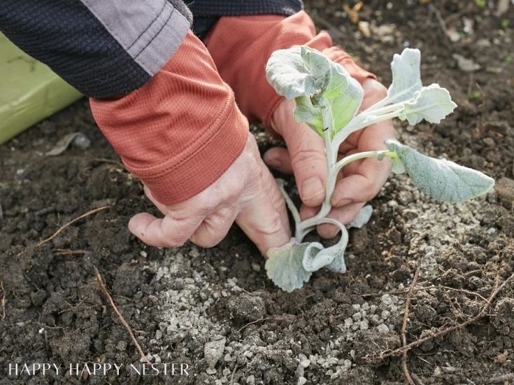 Hands are planting a small, leafy seedling into soil, hinting at dusty miller plant propagation. The person is wearing a long-sleeve shirt. The soil looks freshly dug, combining dark earth with lighter material. The scene suggests gardening or farming.