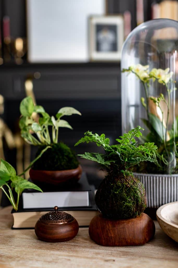 Small indoor plants in wooden pots on a table. A moss-covered plant ball is the centerpiece, surrounded by books, a decorative jar, and a glass dome encasing a plant. The background features a blurred fireplace and art pieces.